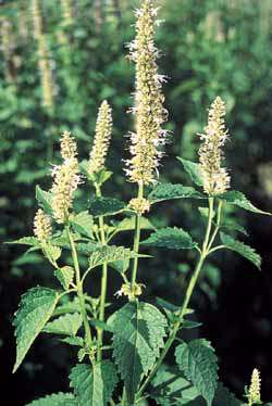 Korean Mint seed Agastache rugosa